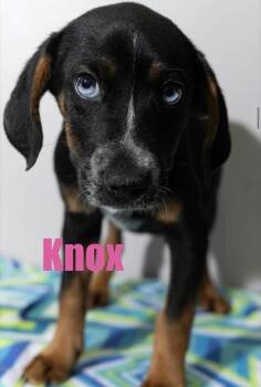 Knox -  Hound Dog for Adoption in Irwin, Pennsylvania - Knox | PetCurious
