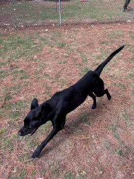 Molly -  Labrador Retriever Dog for Adoption in Little Rock, Arkansas - Molly | PetCurious