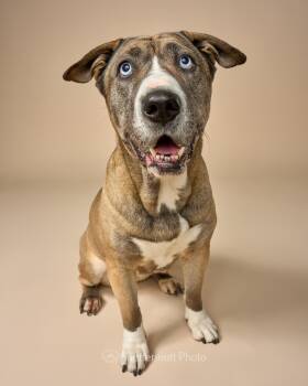 Husky and American Bully Dogs Available for Adoption in Los Angeles, California - Kiki Cupcake | PetCurious