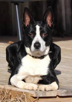 Border Collie and Australian Cattle Dog Blue Heeler Dogs Available for Adoption in Calera, Alabama - Dixie | PetCurious