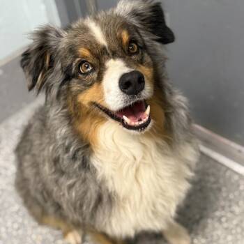 Rescue Australian Shepherd Dogs for Adoption in Dawsonville, Georgia - Scout | PetCurious