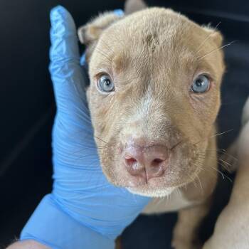 Pit Bull Terrier Dogs Available for Adoption in Birmingham, Alabama - Julius | PetCurious