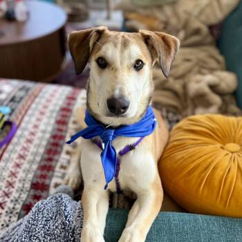 Parrot Head -  Labrador Retriever Dog for Adoption in Columbia, South Carolina - Parrot Head | PetCurious