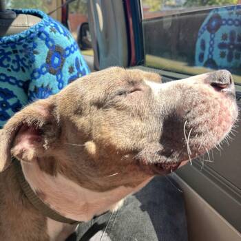 Achilles -  Mixed Breed Dog for Adoption in Lynchburg, Virginia - Achilles | PetCurious
