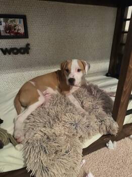 Rescue Mixed Breed Dogs for Adoption in Grafton, Massachusetts - Ralphie | PetCurious