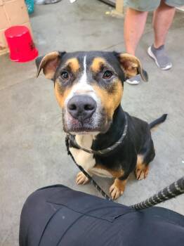 Maverick -  Pit Bull Terrier and Rottweiler Dog for Adoption in Swainsboro, Georgia - Maverick | PetCurious