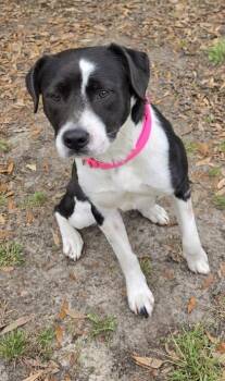 American Bulldog and Collie Dogs Available for Adoption in Conway, South Carolina - Pastel | PetCurious