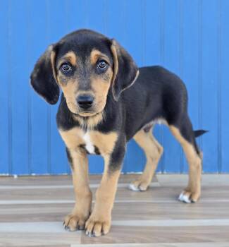 Hans -  Hound and Australian Shepherd Dog for Adoption in Sedalia, Colorado - Hans | PetCurious