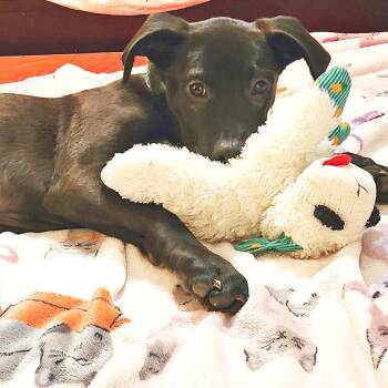 Black Labrador Retriever Dogs Available for Adoption in Lewisville, Texas - Angus | PetCurious
