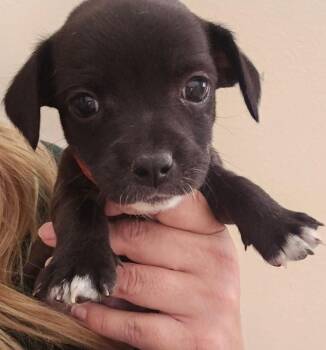 Chihuahua and Pit Bull Terrier Dogs Available for Adoption in Galt, California - Camille | PetCurious