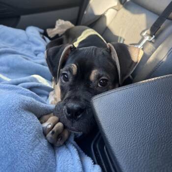 Bruno -  Boxer and Mixed Breed Dog for Adoption in Northville, Michigan - Bruno | PetCurious