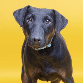 Mixed Breed Dogs Available for Adoption in Franklin, Tennessee - Ethel | PetCurious