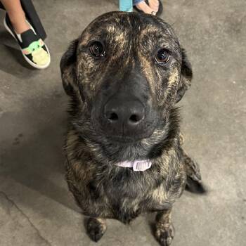 Belgian Shepherd Malinois and Shepherd Dogs Available for Adoption in Tampa, Florida - Pancake | PetCurious
