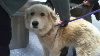 Great Pyrenees Dogs Available for Adoption - A1261425 | PetCurious