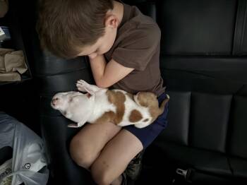 Rescue Australian Cattle Dog Blue Heeler and Pit Bull Terrier Dogs for Adoption in Klamath Falls, Oregon - Journey | PetCurious