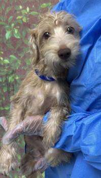 Ransom -  Terrier and Mixed Breed Dog for Adoption in San Antonio, Texas - Ransom | PetCurious