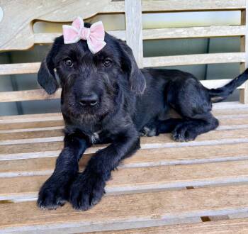 Cookie -  Black Labrador Retriever and Labradoodle Dog for Adoption in Foley, Alabama - Cookie | PetCurious