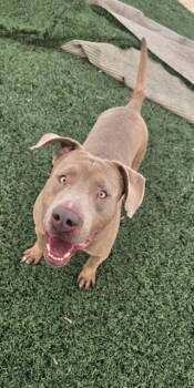 WHISKEY -  Pit Bull Terrier Dog for Adoption in Casper, Wyoming - WHISKEY | PetCurious