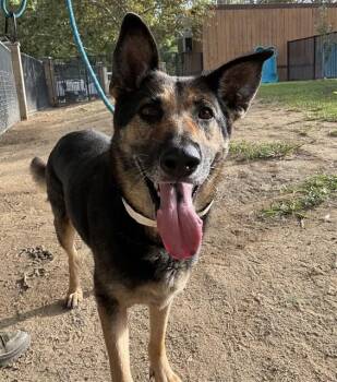 LADYBUG -  German Shepherd Dog Dog for Adoption in Riverside, California - LADYBUG | PetCurious