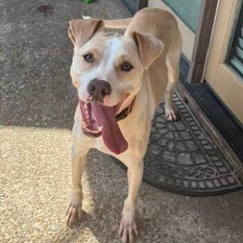 Mies -  Labrador Retriever and Mixed Breed Dog for Adoption in Austin, Texas - Mies | PetCurious