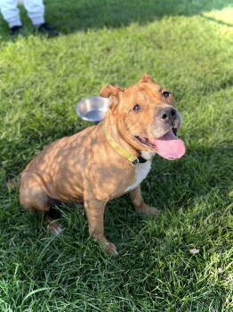 Rescue Pit Bull Terrier Dogs for Adoption in Estherville, Iowa - Steeler | PetCurious