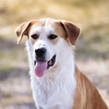 Ripp -  Labrador Retriever and Great Pyrenees Dog for Adoption in Mansfield, Texas - Ripp | PetCurious