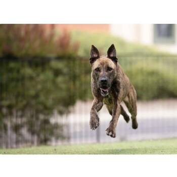 Shepherd Dogs Available for Adoption in Pleasanton, California - Nutmeg - ECAS | PetCurious