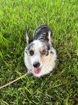 Merlin -  Pembroke Welsh Corgi Dog for Adoption in Alafaya, Florida - Merlin | PetCurious