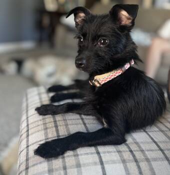 Inky -  Chihuahua Dog for Adoption in Tunica, Mississippi - Inky | PetCurious