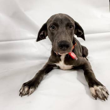 1083 (2026) Flint -  Mixed Breed Dog for Adoption in Parker, Colorado - 1083 (2026) Flint | PetCurious
