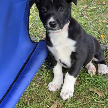 Sydney -  Australian Cattle Dog Blue Heeler and Border Collie Dog for Adoption in Stewart Manor, New York - Sydney | PetCurious