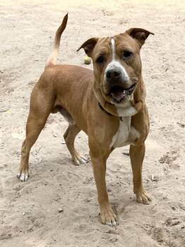 Rescue Mixed Breed Dogs for Adoption in Big Rapids, Michigan - Funnel | PetCurious