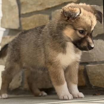 Tina -  Mixed Breed Dog for Adoption in Buffalo, Minnesota - Tina | PetCurious