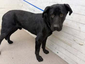 BUDIE -  Labrador Retriever Dog for Adoption in San Bernardino, California - BUDIE | PetCurious
