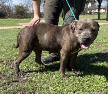 Staffordshire Bull Terrier Dogs Available for Adoption - KITTA | PetCurious