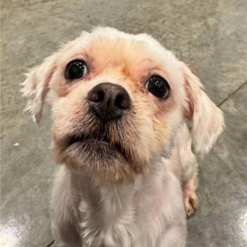 Perla -  Shih Tzu and Mixed Breed Dog for Adoption in Chicago, Illinois - Perla | PetCurious