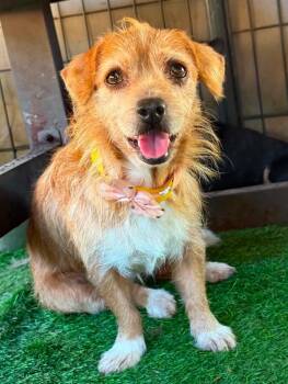 Swatch -  Wirehaired Terrier and Spaniel Dog for Adoption in Ramona, California - Swatch | PetCurious