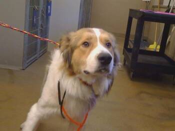 KENOBI -  Border Collie and Mixed Breed Dog for Adoption in Sacramento, California - KENOBI | PetCurious