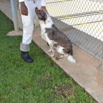 Paul "pochi" -  Australian Shepherd and Australian Cattle Dog Blue Heeler Dog for Adoption in Jackson, Louisiana - Paul "pochi" | PetCurious