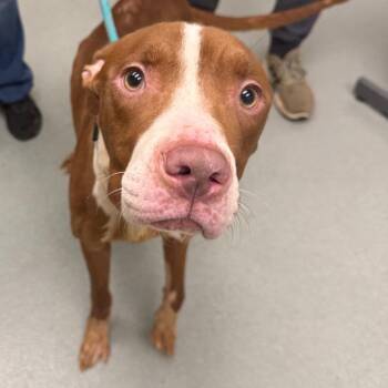 Chucho -  American Staffordshire Terrier Dog for Adoption in Abilene, Texas - Chucho | PetCurious
