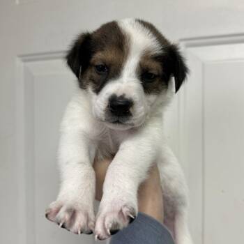 Cattle Dog Dogs Available for Adoption - Cheeks | PetCurious