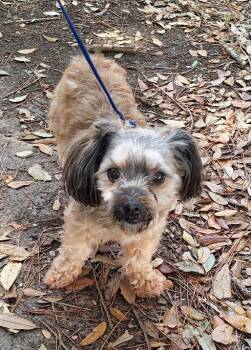 Yorkshire Terrier and Poodle Dogs Available for Adoption - Alvena MV14202-T LOCAL Adoption Event In Marysville 2/20 And 2/2 | PetCurious