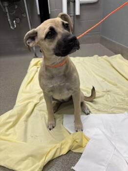 STARLA -  Mastiff and Mixed Breed Dog for Adoption in Las Vegas, Nevada - STARLA | PetCurious