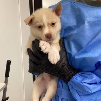 Mixed Breed Dogs Available for Adoption - Topaz | PetCurious