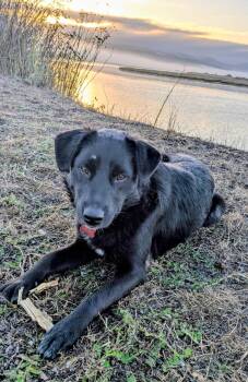 Pippa -  Labrador Retriever and Border Collie Dog for Adoption in Eureka, California - Pippa | PetCurious