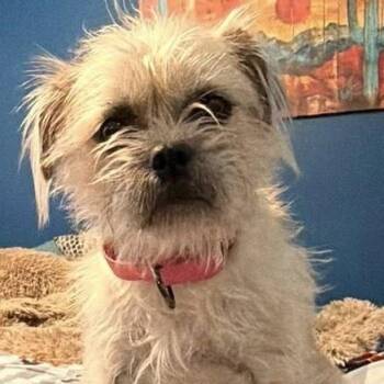 Betsy -  Mixed Breed Dog for Adoption in Chino Valley, Arizona - Betsy | PetCurious