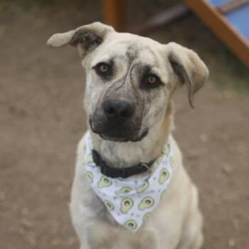 American Staffordshire Terrier Dogs Available for Adoption in San Antonio, Texas - JOHNNY | PetCurious