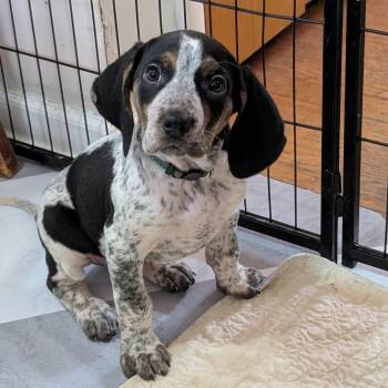 Treeing Walker Coonhound and Hound Dogs Available for Adoption - Ember | PetCurious