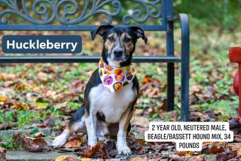 Huckleberry -  Beagle and Basset Hound Dog for Adoption in Sevierville, Tennessee - Huckleberry | PetCurious