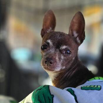 Chihuahua Dogs Available for Adoption - Delia | PetCurious